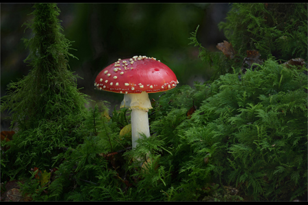 Red Cap Fly Agaric