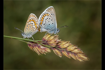 Silver Studded Blues En Cop