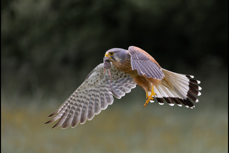 Kestrel In Flight