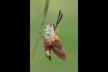 Broad-Borderred Bee Hawkmoth