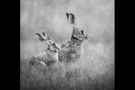 Hares In The Meadow