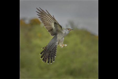 Male Cuckoo In Flight