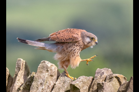 Kestrel Walking