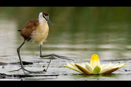 Lily Pad Walker