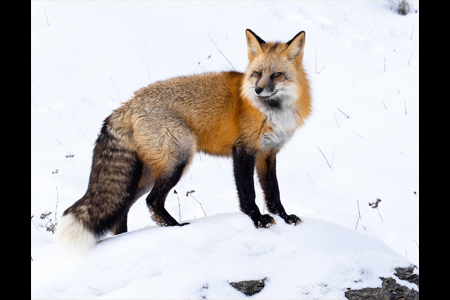 A Crafty Look From A Red Fox