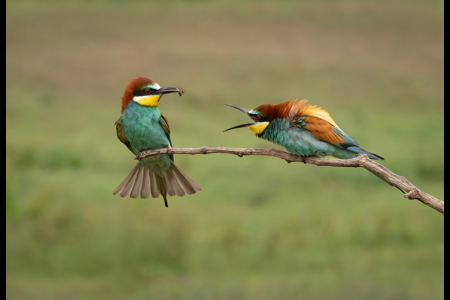 Bee Eater Offering A Bee