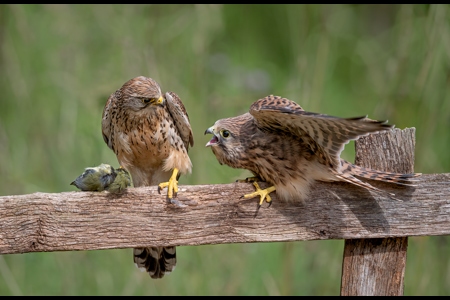 Juvenile Kestrel Begging For Food