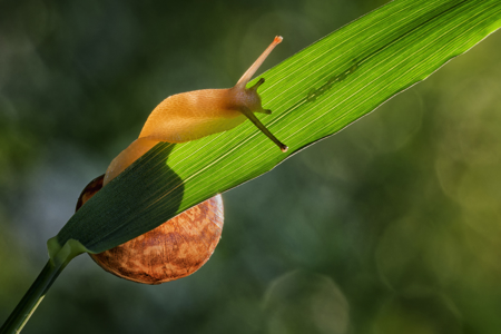 Backlit Snail