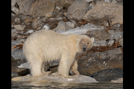 Polar Bear Eating A Long Dead Whale