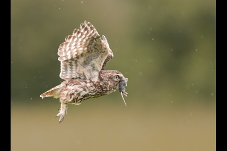 Little Owl With Mouse In The Rain