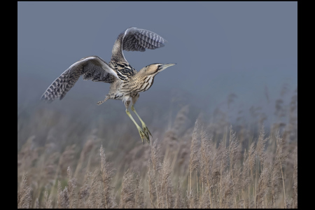 Bittern Over Reed Bed