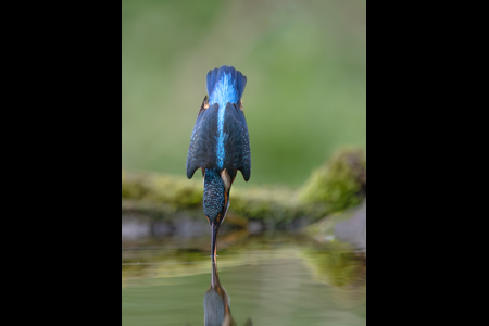 Diving Kingfisher