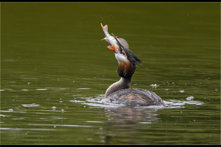 Great Crested Grebe With Catch