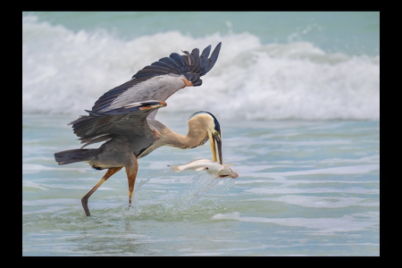 Great Blue Heron With Catch