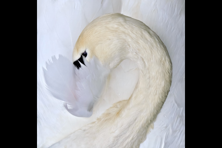 Masked Swan