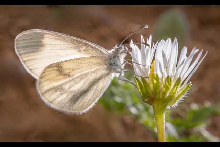 Backlit Leptidea Sinapis (Wood White)