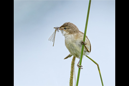 Reed Warbler With Damselfly