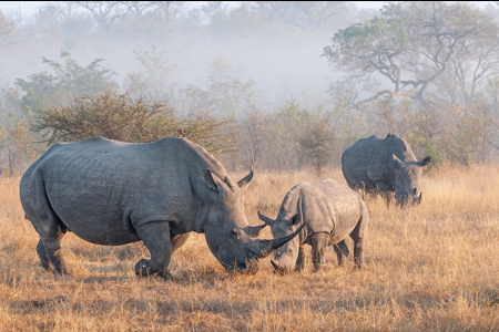 Rhinos At Dawn