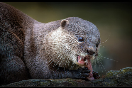 Otter Eating