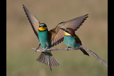 European Bee-Eaters