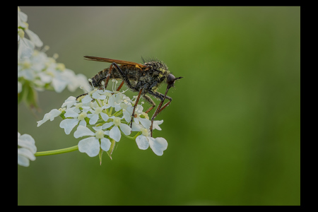 Dagger Fly