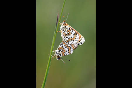 Glanville Fritilleries Mating