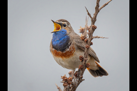 Bluethroat