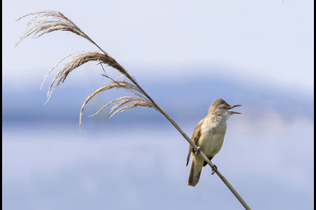 Great Reed Warbler