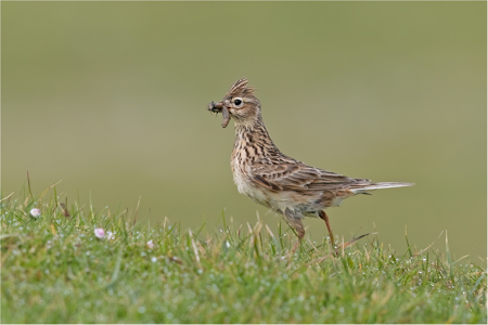 Skylark Collecting Food.