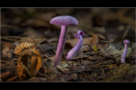 Amethyst Deceiver Group