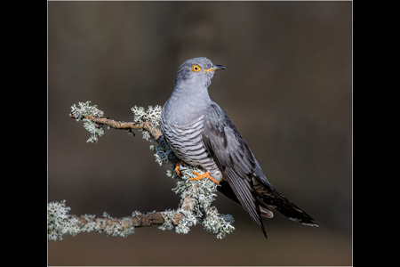 Cuckoo On Lichen