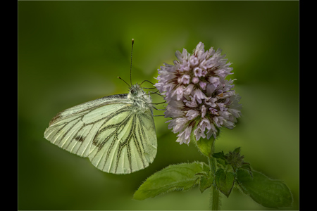 Green-Veined White