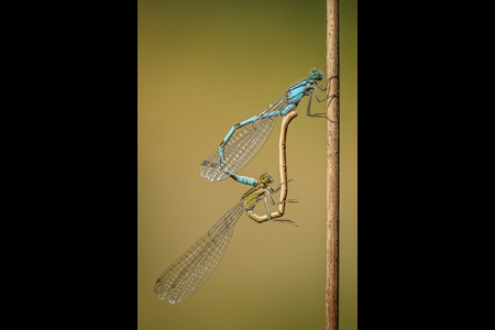 Paired Blue Damselflies