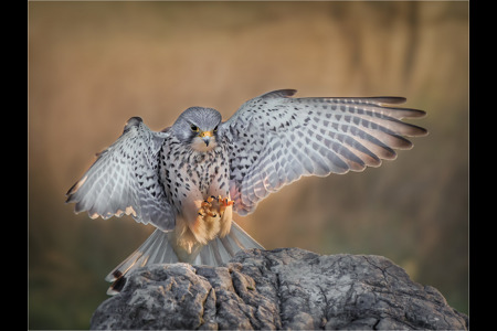 Male Kestrel