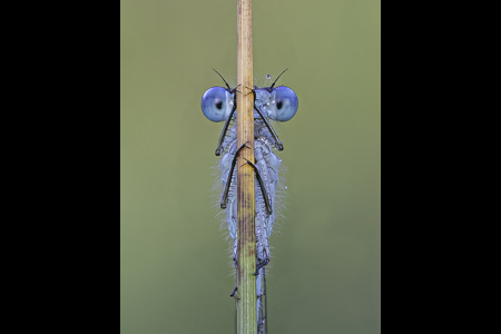 Common Blue Darter