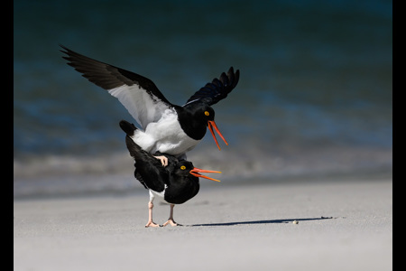 Mating Oystercatchers