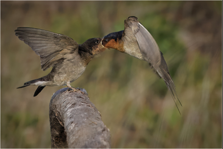 Mid-Flight Feed