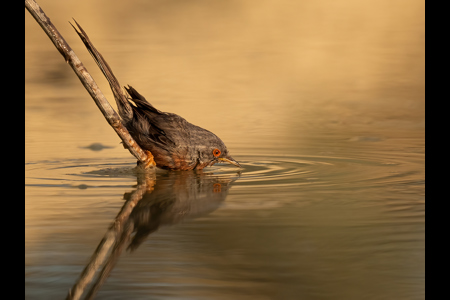 Dartford Warbler At Drinking Pool