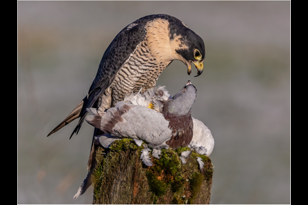 Peregrine Falcon With Pigeon Prey