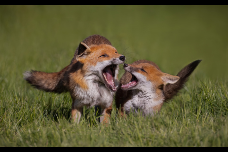 Fox Altercation