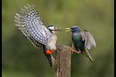 Woody And Starling Standoff