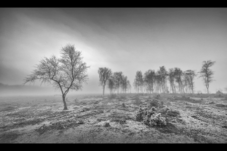 Trees And Misty Sunrise