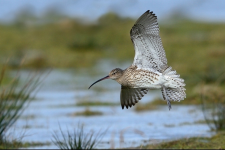 Curlew Coming In To Land