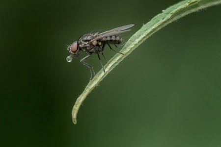 Bubbling Fly