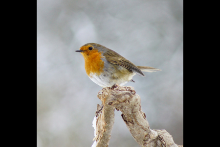 Robin In Snow