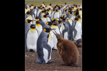 Hungry King Penguin Chick And Parent