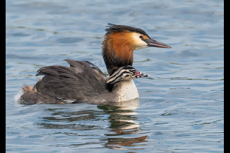 Great Crested Grebe And Chick