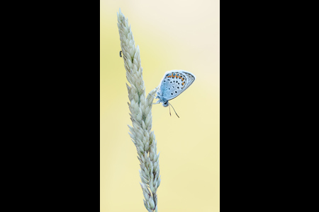 Silver Studded Blue And Ant