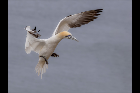 Gannet Coming In To Land