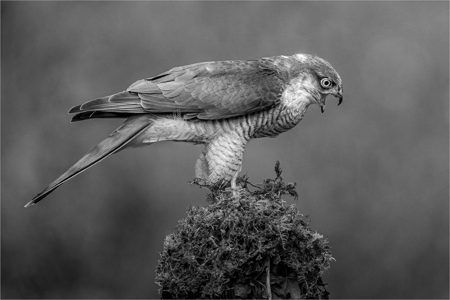 Male Sparrow Hawk In Mono